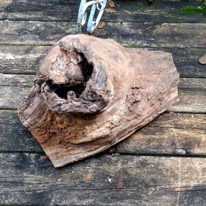 Unique Wood Tree Stump / Burl Taxidermy Fairy House Garden Accent Rustic Art